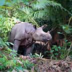 Un bébé rhinocéros de Java repéré en Indonésie, une bonne nouvelle pour l’espèce
