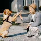 Les chiens comprendraient au moins 89 mots et phrases de notre langage, selon une nouvelle étude 