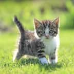 Cet escape game propose de jouer avec des chats que vous pouvez adopter à la fin