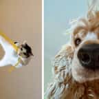 Ces photos d'animaux hilarantes sont finalistes du concours Comedy Pet Photography Awards et elles valent le détour !