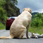 Chien abandonné sur la route