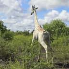 La dernière girafe blanche au monde a été équipée d'un suivi GPS pour la protéger des braconniers