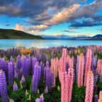 Un paysage fleuri en Nouvelle-Zélande