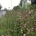 Au Royaume-Uni, des villes ont décidé de ne plus tondre leurs bords de route pour laisser la nature reprendre ses droits