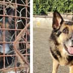 Secouru par la SPA, Rex, le chien aux millions de vues sur Facebook, a été adopté par un couple aimant 