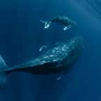 L'Islande s'apprête à mettre fin à la chasse à la baleine d'ici 2024