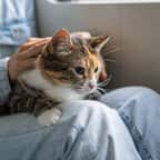 Un chat assis sur les genoux de sa propriétaire dans un train