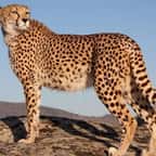 Algérie : disparu depuis 10 ans, le guépard saharien refait surface
