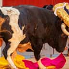 Image montrant le taureau encorner le torero 