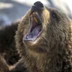 Gros plan sur un ours brun ouvrant la gueule 