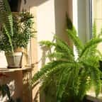 Plantes d'intérieur 