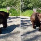 Alaska : un énorme ours passe à seulement 1 mètre d’un groupe de randonneurs