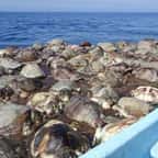 Au Mexique, des centaines de tortues protégées sont mortes piégées par un filet de pêche