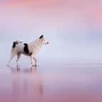 Cette photographe immortalise des chiens dans des paysages somptueux
