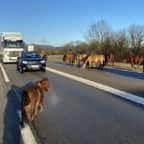 Dans le Jura, une quinzaine de chevaux ont envahi la route pour lécher le sel de la chaussée
