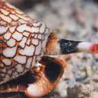 Cone coquillage dangereux