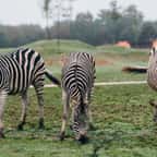 Les zèbres du zoo Planète Sauvage