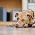 Vacances : laisser son animal de compagnie seul à la maison, quels risques ?