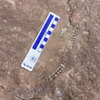 États-Unis : des paléontologues ont découvert le fossile d’un petit animal vieux de 300 000 millions d’années 