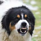 Mordu à la tête par le chien de ses parents, un bébé de 7 mois perd la vie