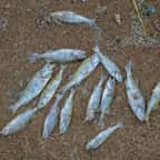 Une drôle de pluie de... poissons s’est abattue sur une ville texane