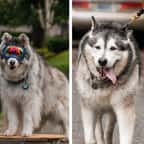 La relation entre ce Husky aveugle et son chien guide risque de faire fondre votre coeur 
