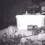 Toutes les nuits, cette souris se faufile dans un cabanon et range les outils