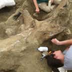Un crâne de tricératops de près de 1400 kg a été découvert dans le Dakota du Sud
