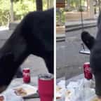 Un ours sauvage dévore un pique-nique sous le regard apeuré d'une maman et son fils, la vidéo terrifie les internautes