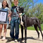 Kevin, le plus grand chien du monde, est décédé à l’âge de 3 ans