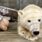 Alaska : des biologistes secourent un ourson polaire orphelin et lui offrent une nouvelle vie 