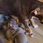 Royaume-Uni : sa chienne Bully XL donne naissance à neuf chiots alors que cette race est interdite dans le pays 