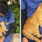 En Égypte, un élève infirmer, épuisé après 12 heures de service, trouve du réconfort auprès d’un chat errant