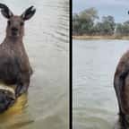 Australie : un homme affronte un kangourou hyper musclé qui était en train de noyer son chien dans une rivière 