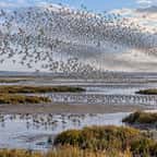 Des milliers d'oiseaux limicoles en vol au-dessus des vasières de Jubilee Marsh, sur l'île de Wallasea, dans l'Essex
