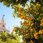 À Séville, les restes des oranges de la ville sont transformées en électricité