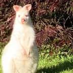 Un Breton se retrouve nez à nez avec un petit kangourou blanc ayant élu domicile dans son jardin