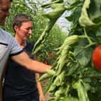 En Alsace, des maraîchers proposent d’offrir leurs tomates invendues