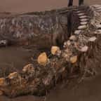 Baleine ou monstre du Loch Ness ? Après le passage de la tempête Ciara, un gigantesque squelette a été découvert sur une plage écossaise