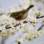 Attirez les oiseaux dans votre jardin grâce à ces 10 fleurs colorées