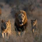 Un groupe de trois lions dans la savane 