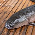 Un poisson à tête de serpent du Nord, espèce invasive aux États-Unis