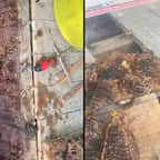 Un couple apprend que sa maison est remplie d’abeilles en découvrant… du miel sur les murs