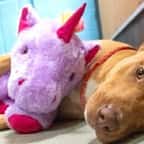 Un chien tente de voler cinq fois une peluche rose en forme de licorne avant qu’un chenil la lui achète