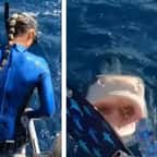 Hawaï : une plongeuse rencontre un requin-tigre, la vidéo est impressionnante