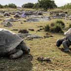 Des tortues géantes sur l'atoll d'Aldabra, aux Seychelles
