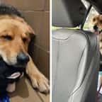 États-Unis : cette chienne, qui a perdu ses maîtres, refuse de lâcher son jouet en peluche préféré