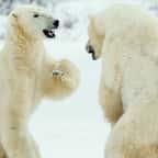 Le cannibalisme entre ours blancs en Russie intrigue les scientifiques