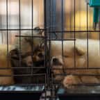 Ça y est, la vente de chiens et de chats est interdite en animalerie depuis le 1er janvier 2024 !