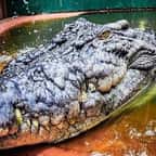 Découvrez Cassius, le plus grand crocodile du monde qui fête ses 120 ans ! 